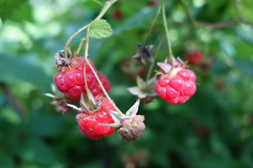 Raspberry bush