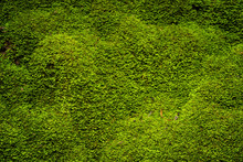 Green Moss In Nature