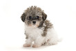 Teddy Bear puppy with white background