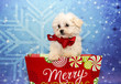White puppy with red bow for xmas