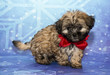 Cute puppy with a bow and snowflake backgound