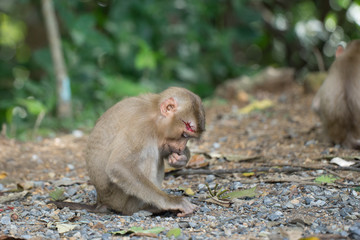 Head wound monkey is sitting and looking for something to eat in