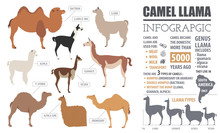 Camel, Llama, Guanaco, Alpaca  Breeds Infographic Template. Anim