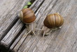 © ivanvbtv - The colony of snails