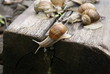 © ivanvbtv - The colony of snails