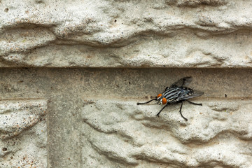  Insect  Perched on Textured and Patterned  Concrete  Wall