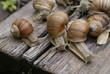 © ivanvbtv - The colony of snails