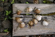 © ivanvbtv - The colony of snails