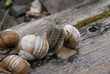 © ivanvbtv - The colony of snails