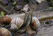 © ivanvbtv - The colony of snails
