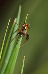 Wall Mural - Spider on meadow