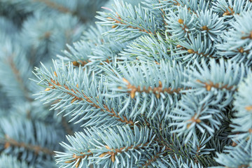 natural background branch blue spruce