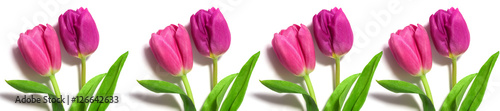fresh pink tulips