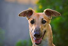Greyhound Portrait Outdoor