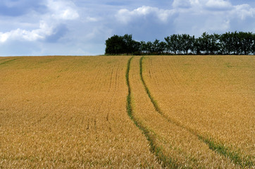 Poster - crops