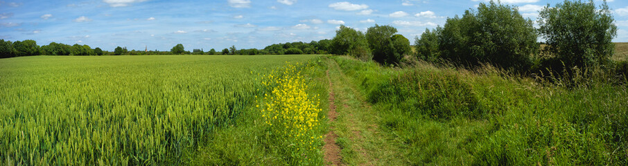 Wall Mural - field agriculture farm crops england uk