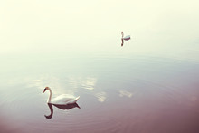 Charming Two White Swans In The Middle Of Lake