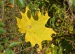 Gefallenes Ahornblatt im Herbst 