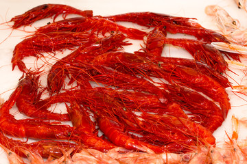 carabineros