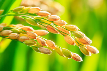 ripe rice in the field of farmland