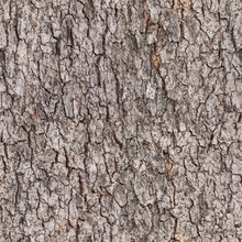 Seamless Bark Tree Texture