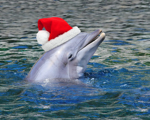 Wall Mural - Funny Dolphin with santa cap. Merry Christmas and happy New Year, greeting from tropical paradise