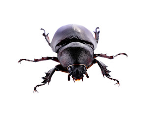 beetle isolated on white background