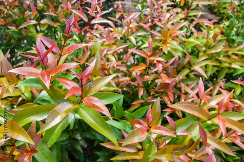 Syzygium campanulatum - Buy this stock photo and explore similar images ...