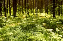 Ferns Growing Under Pine Trees With Dappled Sunlight Shining Through Empty Alone Ground Wandering Lost Relaxing