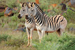 Two plains (Burchells) zebras (Equus burchelli) in natural habitat, South Africa.