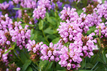 Wall Mural - Prunella grandiflora Bella Tiefrosa little purple flowers