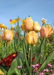 Poster - Tulipes jaune saumon dans un massif