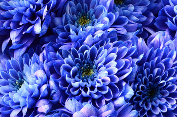 Fotomurales - Details of blue flower for background or texture