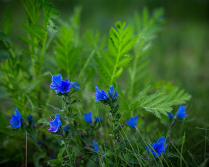 blue and green