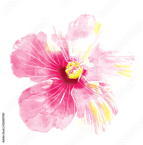 Pink hibiscus flower,watercolor.