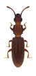 Beetle Oryzaephilus surinamensis on a white background