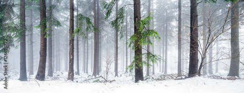 Fototapeta na wymiar Verschneiter Wald im Winter als Panorama