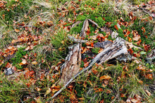 Broken Stump On Grass With Moss And Red Fallen Leaves.