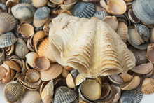 Large Sea Shell On A Background Of Small Shells
