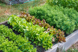 Fototapeta  - Rows of green vegetables grow an urban community garden
