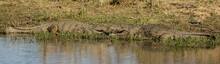 Two Nile Crocodiles (Crocodylus Niloticus) - Sabi Sands Game Reserve, South Africa