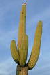 Saguaro-Kaktus mit Weihnachtsmann-Mütze