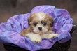 Baby Shih Tzu Puppy in Basket