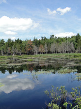  Water Lilies In New Engand Marsh Near Long Pond,Mount Desert Island, Acadia National Park, Maine