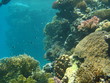 Unterwasser-Landschaft