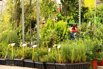 marktstand pflanzen I