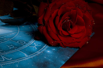 Wall Mural - a red rose over blue zodiac like a concept for romantic astrology