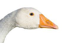 Head Of The Goose