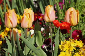 Poster - Tulipes jaune saumon dans un massif