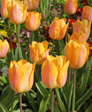 Fototapeta Tulipany - Tulipes jaune saumon dans un massif
